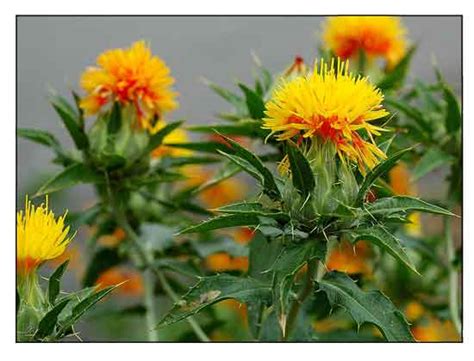 Kasubha, Carthamus tinctorius Linn., SAFFLOWER, Hong hua : Philippine.